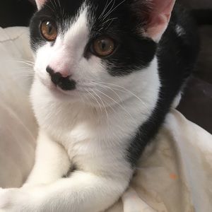 Meet your Posher, Griselda